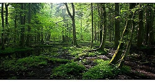 AWERT 24X16 אינץ 'יער גשם רקע חממה רקע יער טרופי זרם רקע אקווריום סאנשיין עץ ירוק זוחל בית גידול רקע ויניל