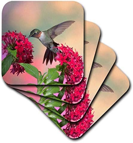 3drose-ruby-groutedbirdbird על פנטות אדומות. מריון, אילינוי, ארהב. חוף ים רך, סט של 8